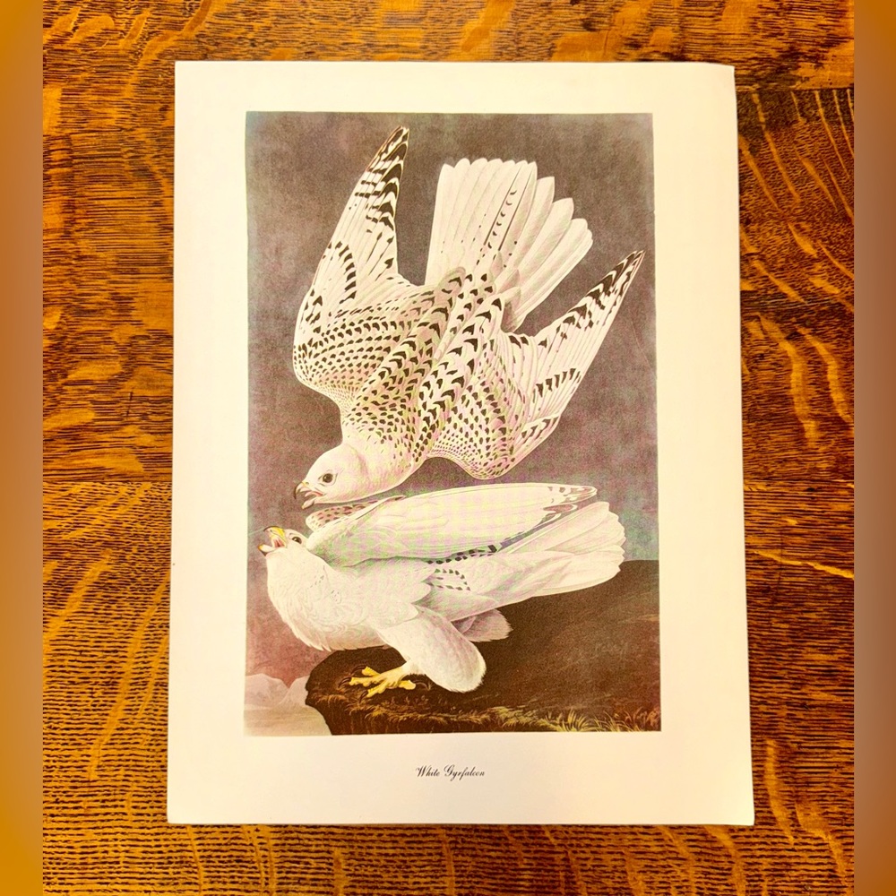 Audubon Birds of America Lithograph Print, White Gryfalcon